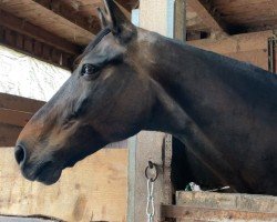 jumper Diana 1132 (Hanoverian, 2008, from Desperados FRH)