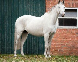 broodmare Adele (Holsteiner, 2008, from Clarimo Ask)