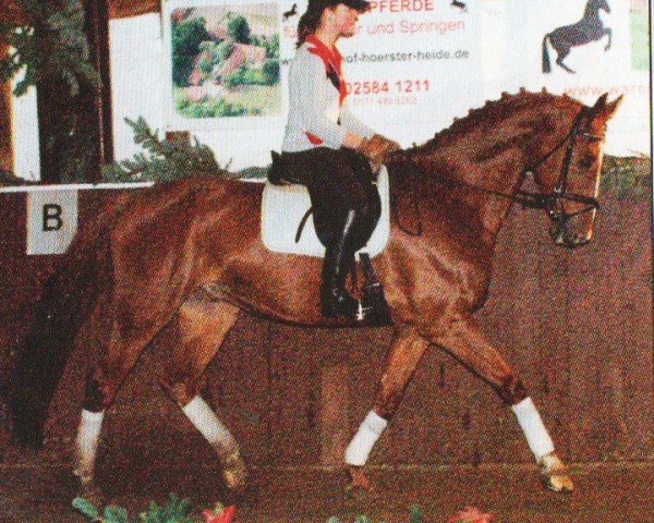 Pferd Clemens 22 (Westfale, 1997, von Cubaner)