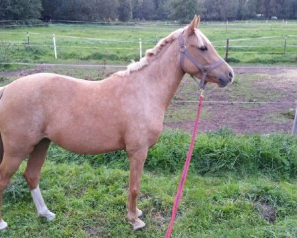 Pferd Die Kleine Feine Dame CS (Deutsches Reitpony,  , von Diamantenglanz AT)