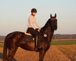 Springpferd Brenda Gold (Hannoveraner, 2018, von Blackstage)