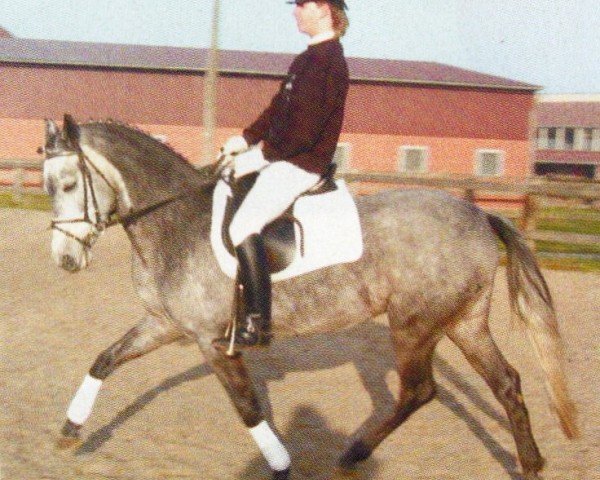 Zuchtstute Never for get (Deutsches Reitpony, 1997, von Top Mercury)
