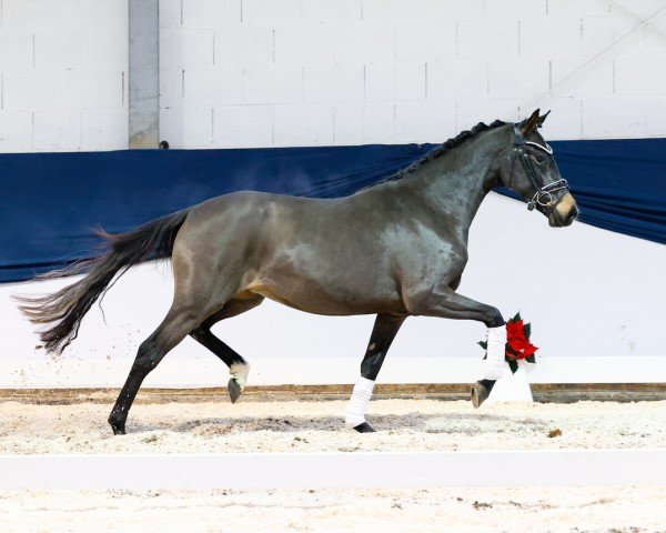 Pferd Coco Chanel K (Deutsches Reitpony, 2022, von Cosmopolitan NRW)
