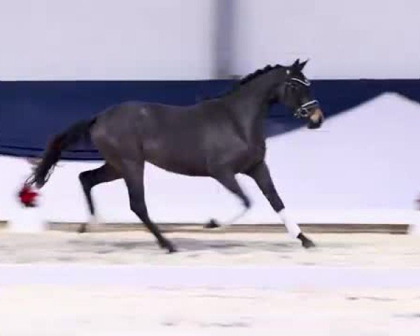 Video of Coco Chanel K