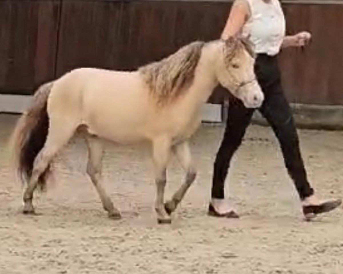 stallion DTL Drop's Champagne (Nederlands Mini Paarden, 2020, from Silver Raindrops of Dolisa)