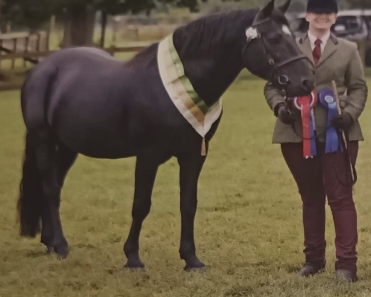 Deckhengst Knavesash Polaris (New-Forest-Pony, 2015, von Peronne Palaver)