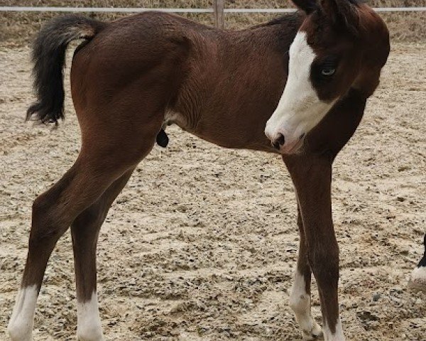 foal by Kill it Kirk vdK (Trakehner, 2025, from Alle Farben)