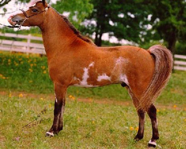 stallion NFC Impressives Streaker (American Miniature Horse, 1990, from NFC Rowdys Impressive)