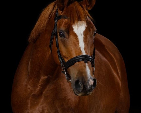 horse Rokcana (Hanoverian, 2010, from Rotspon)