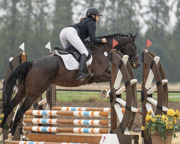 eventing horse Inkognito (Trakehner, 2020, from Osiander)