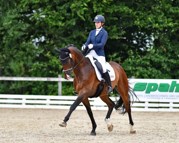 Dressurpferd Grande Speranza (Oldenburger, 2014, von Grey Flanell)
