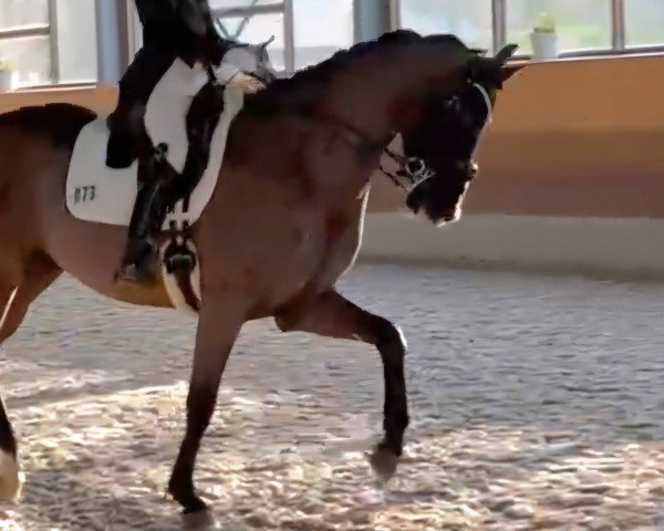 dressage horse Jackpot 40 (KWPN (Royal Dutch Sporthorse), 2014, from UB 40)