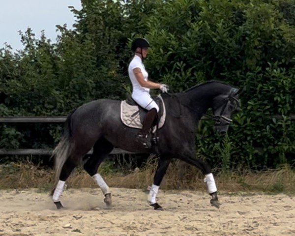 Pferd Goldzauber (Trakehner, 2020, von Zauberreigen)