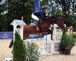 jumper Miniwanze (Trakehner, 2012, from Abendtanz)