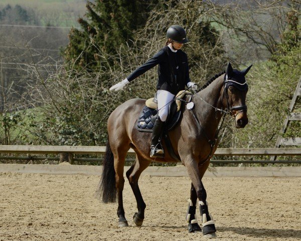 jumper Deauville DH (Zangersheide riding horse, 2014, from Donckervoort Dh)