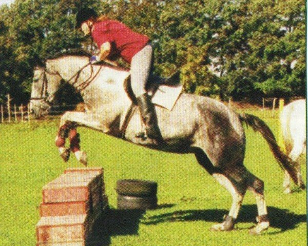 broodmare Fly (Pinto / Small Riding Horse, 1999, from Bouquet AA)