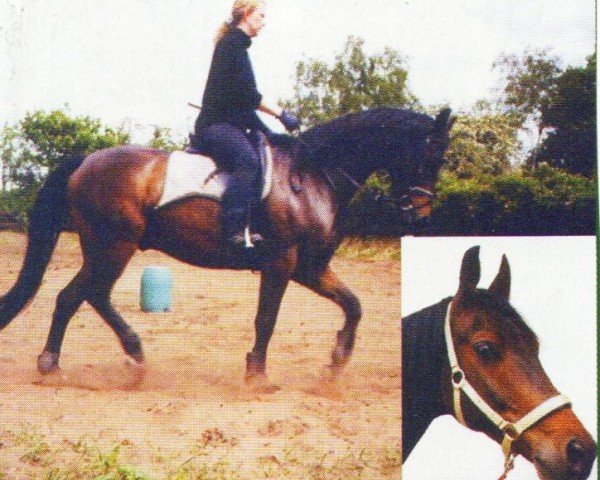 dressage horse Haakon 17 (Trakehner, 1997, from Adamello)
