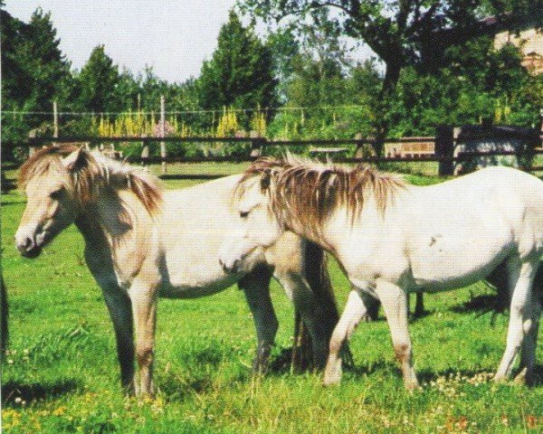 Pferd Leo (Fjordpferd, 2002, von Solbjør Borken)