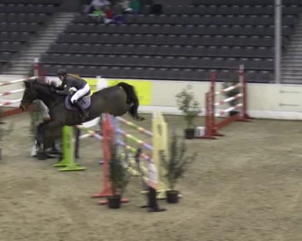 Reitturnier Verden 2013