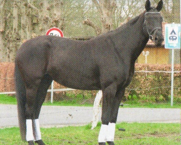 horse Brave Girl (Oldenburg, 2007, from Sungold 2)