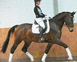 Dressurpferd Carlotta 238 (Hannoveraner, 2008, von Count Grannus)