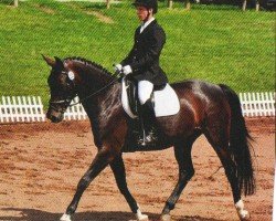 Zuchtstute Mona Jackson (Sachse, 2001, von Dr. Jackson D)