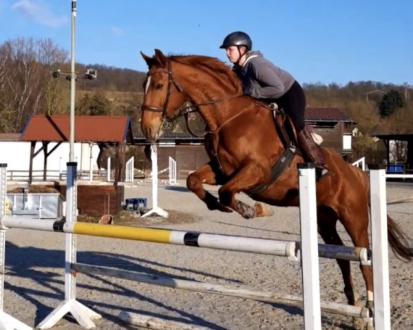 jumper Red Flame 2 (Hanoverian, 2012, from Katanga AA)