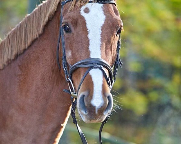horse Danke Winona (Hanoverian, 2020, from Damaschino)