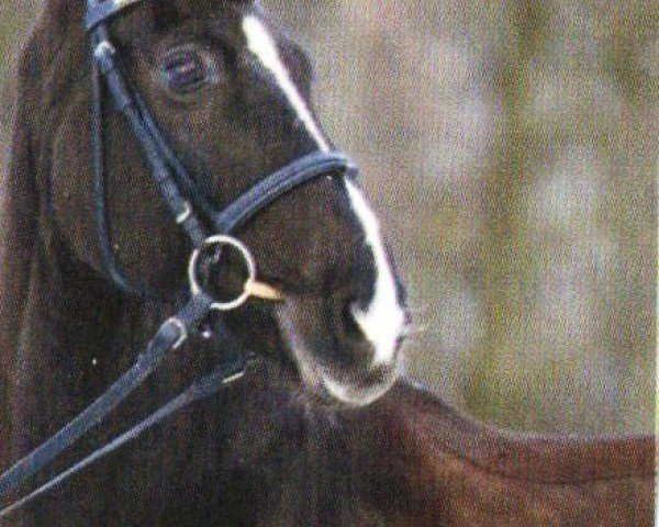broodmare Polyfee K (Westphalian, 1999, from Pontifex)