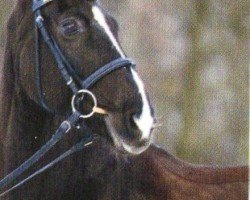 broodmare Polyfee K (Westphalian, 1999, from Pontifex)