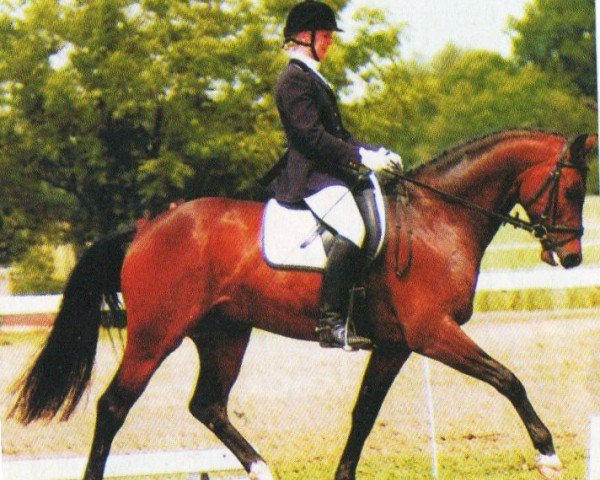 horse Deik (Oldenburg, 2001, from Dormello)