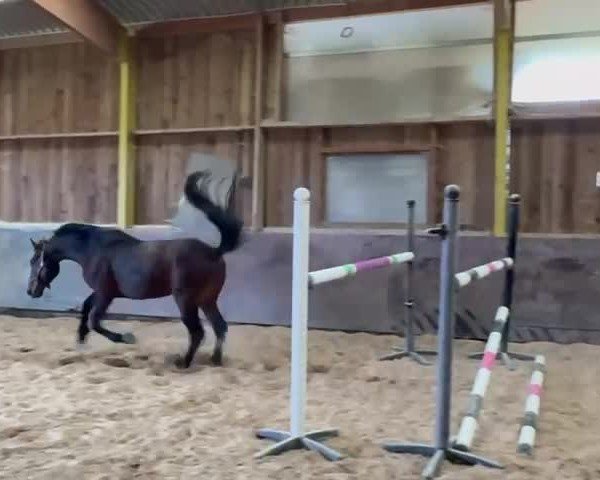 Video von Eplaisir d´Alizee Z
