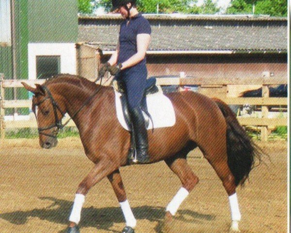 Dressurpferd Fiona 540 (Oldenburger, 2009, von Rosario 37)