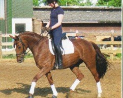 dressage horse Fiona 540 (Oldenburg, 2009, from Rosario 37)