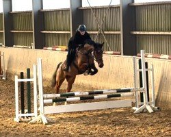 Springpferd Tequilari' (Deutsches Reitpferd, 2019, von Tripple Crown)