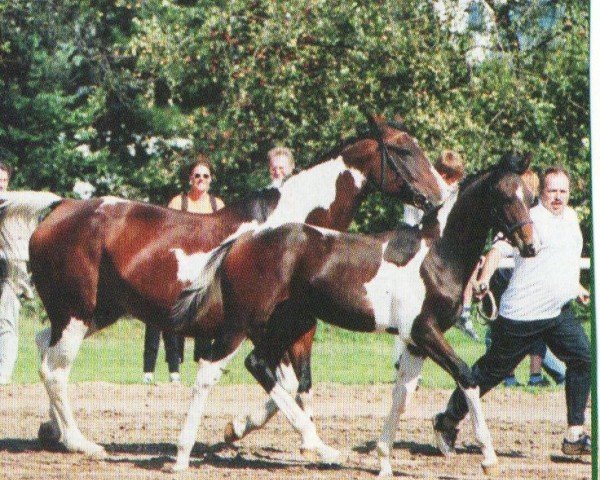 horse Slatico (German Warmblood, 2004, from Slater)