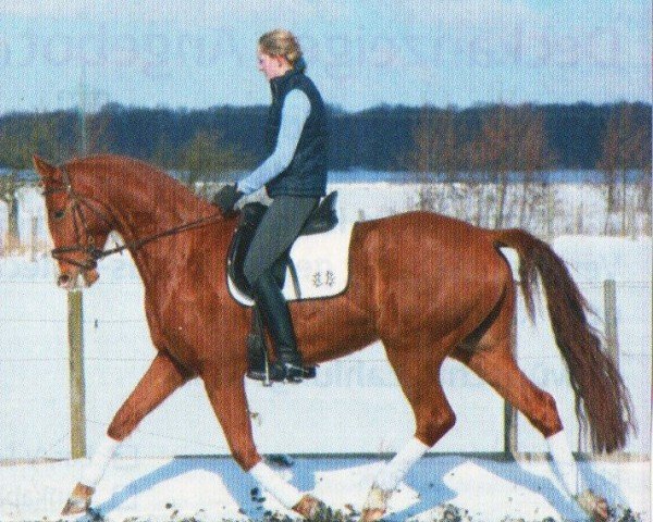 dressage horse Donau-Duke (Trakehner, 2005, from Freudenfest)
