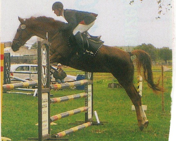 jumper Rachel (Brandenburg, 2001, from Ramiro's Match)