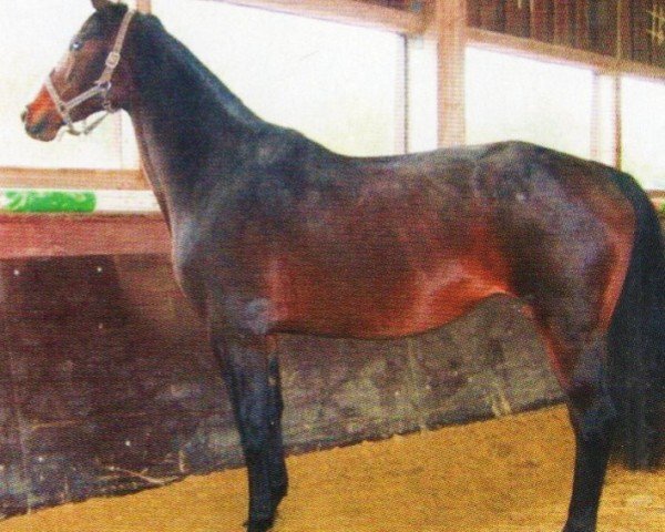 horse Goldie (Trakehner, 1998, from Humanus) horse Goldie (Trakehner, 1998, from Humanus)