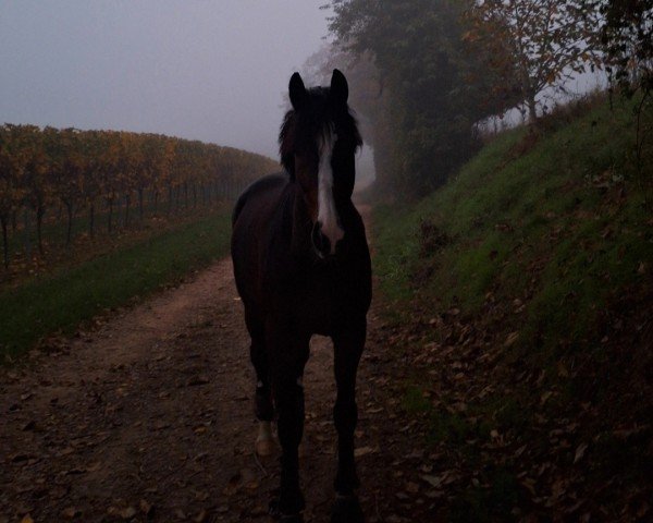 dressage horse Mario 137 (German Riding Pony, 2016, from Miraculix)