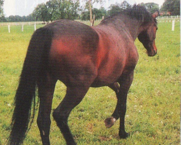 broodmare Picas Dormella (Oldenburg, 2001, from Dormello)