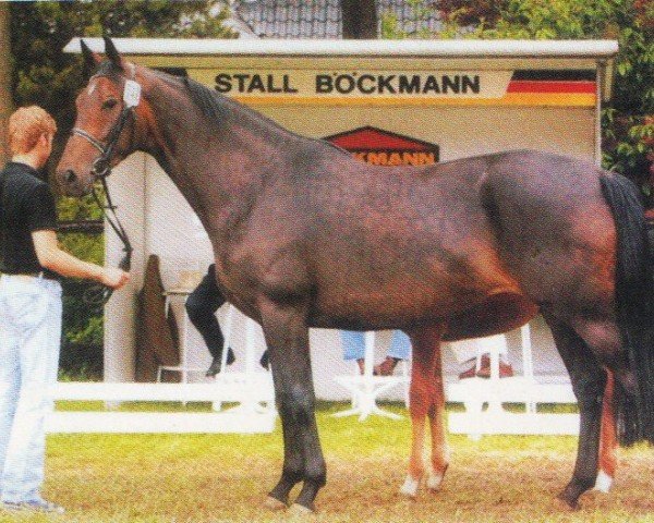 Zuchtstute Umani (Oldenburger, 1999, von Likoto xx)