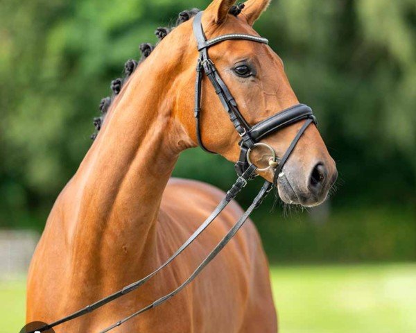 horse Salino 80 (Westphalian, 2018, from Sir Heinrich)