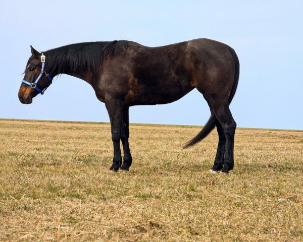 Pferd Pharlaps Little Flash (Quarter Horse, 2019)