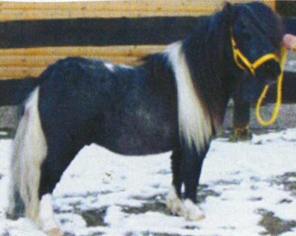 Pferd Sjonnie van de Kappersweg (Shetland Pony (unter 87 cm), 2002, von Fairy Cocktail)