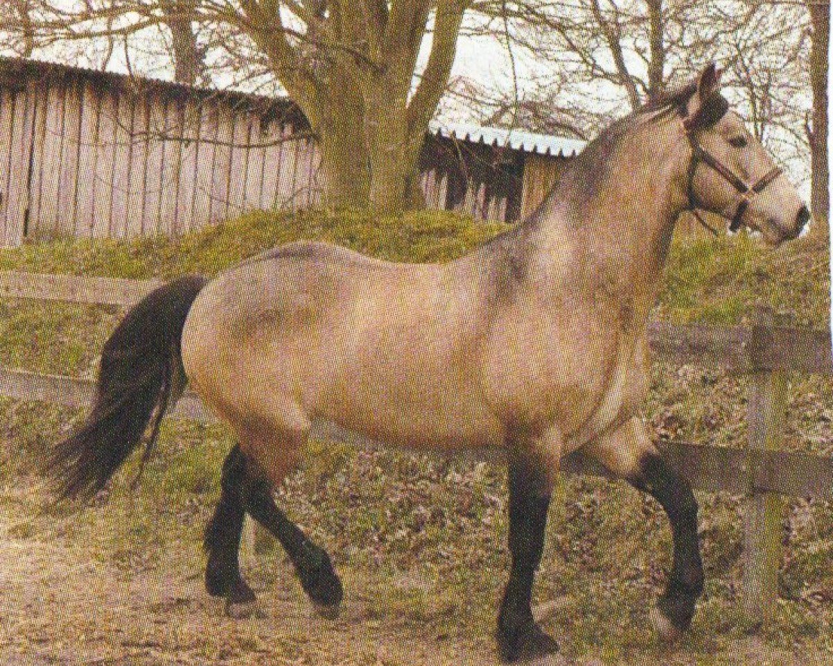 Pferd St. Gentle Gregory (Connemara-Pony, 1999, von Carna Gold)