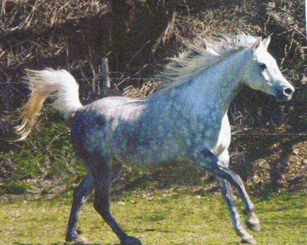 horse Farasha (Arabian, 1995, from Nahaman ox)