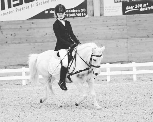 dressage horse Knut (German Riding Pony, 2010)