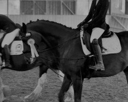 dressage horse Filon K (Oldenburg, 2012, from Fürstenball)