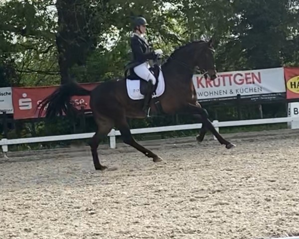 Dressurpferd Royal Diamond (Hannoveraner, 2012, von Royal Classic I)